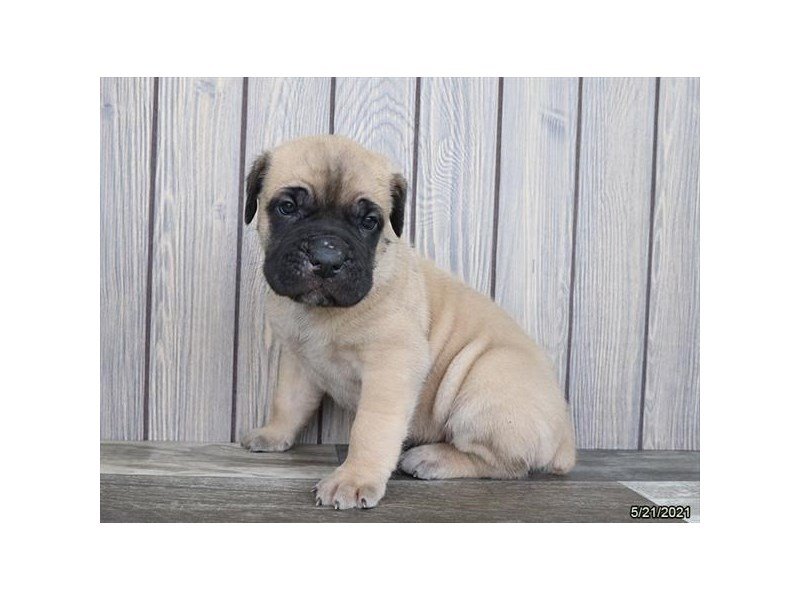 Cane Corso