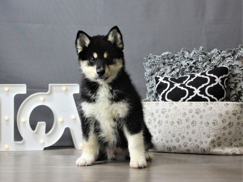 Pomsky