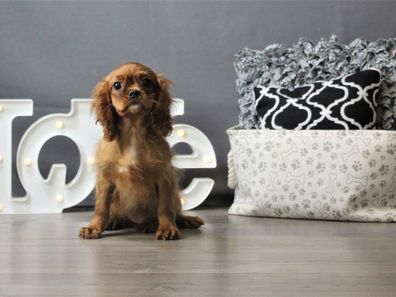 Cavalier King Charles Spaniel