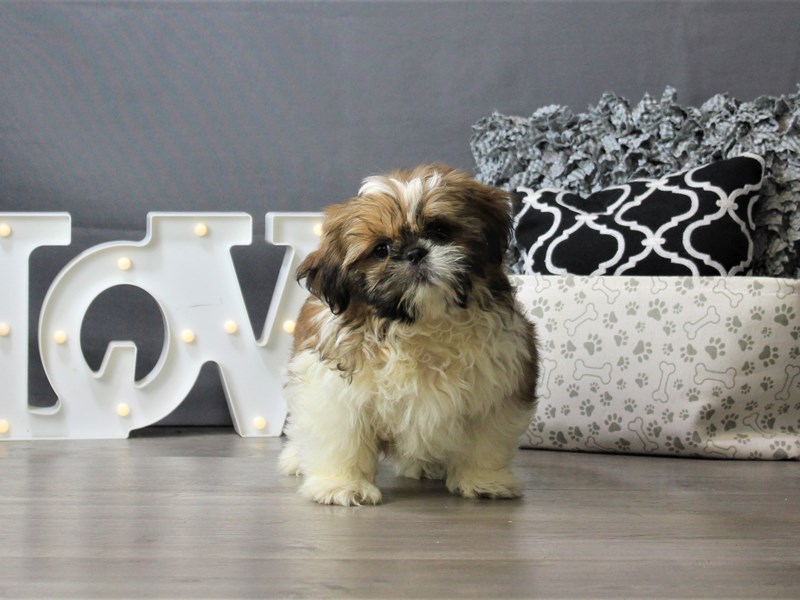 Shih Tzu