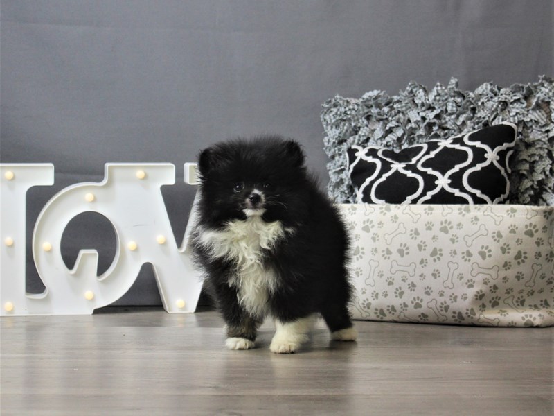 Pomeranian