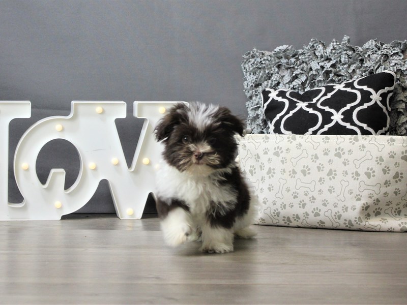Havanese