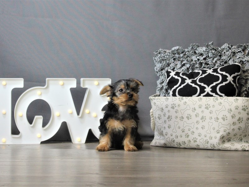 Silky Terrier