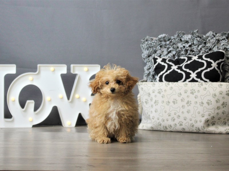 Poodle