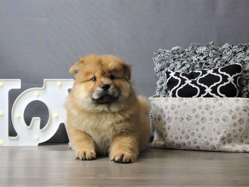 micro chow chow