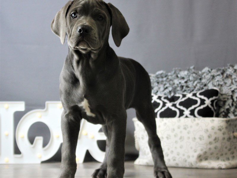 Cane Corso