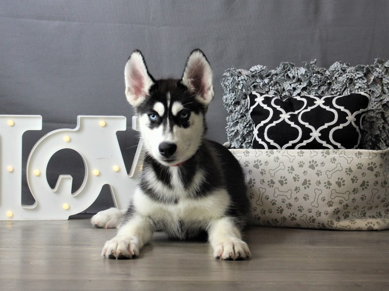 Siberian Husky