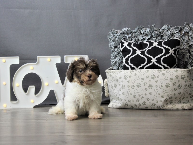 Havanese