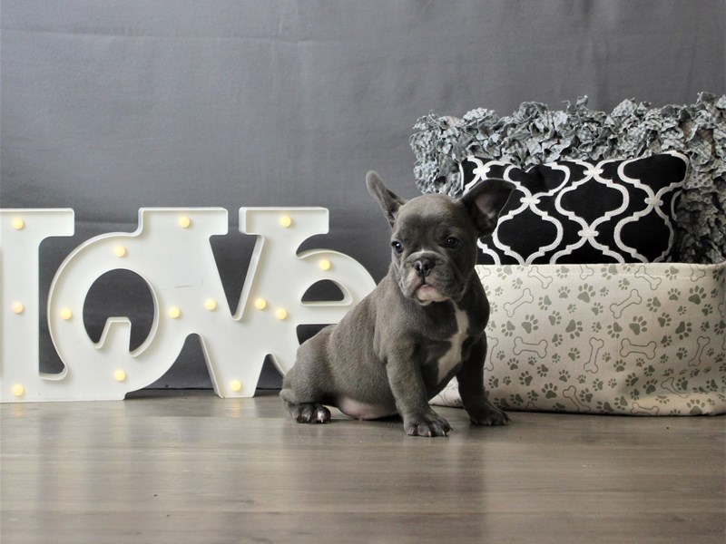 French Bulldog