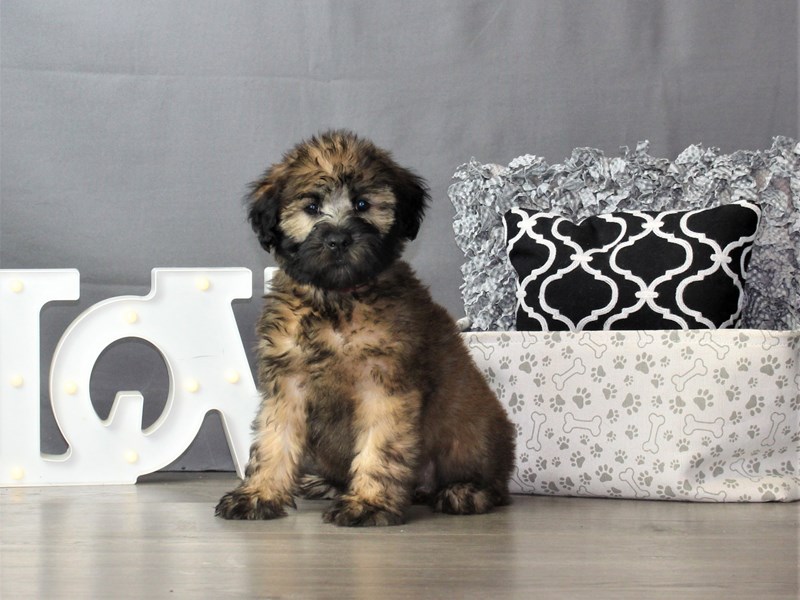 Soft Coated Wheaten Terrier