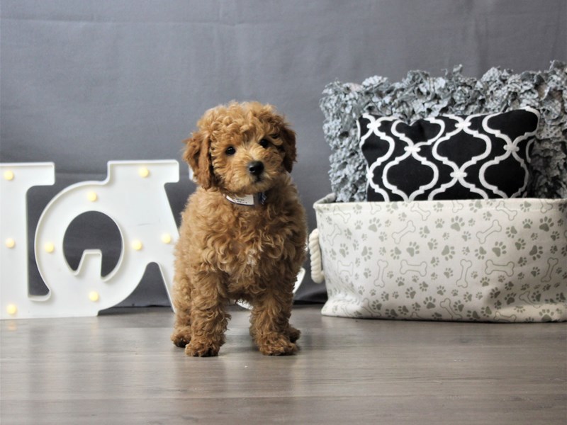 Goldendoodle Mini 2nd Gen