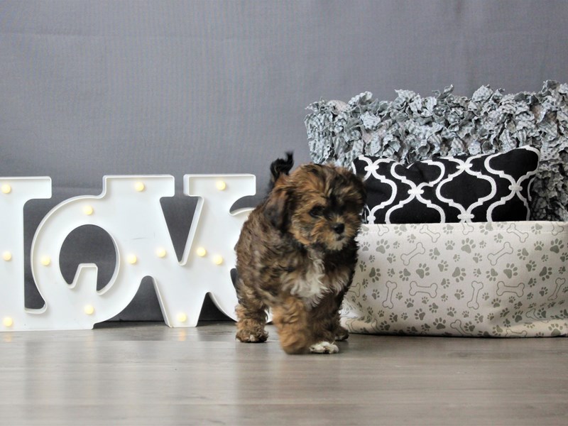 Shih Poo