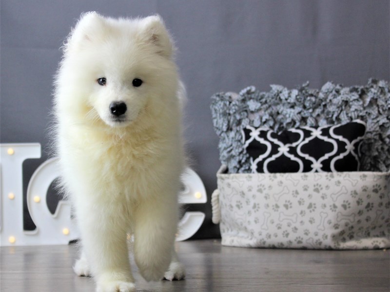 Samoyed