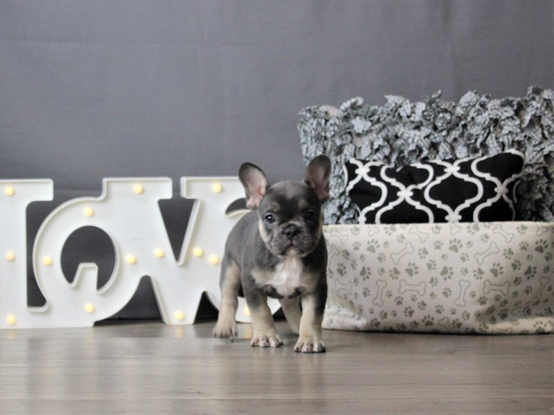 French Bulldog