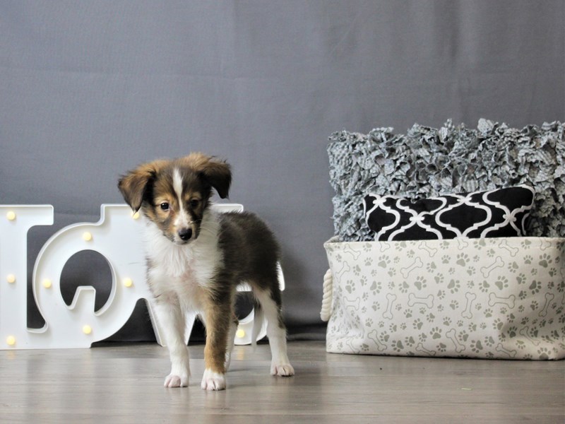 Shetland Sheepdog