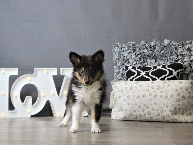 Shetland Sheepdog