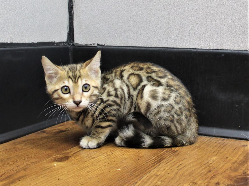 Bengal