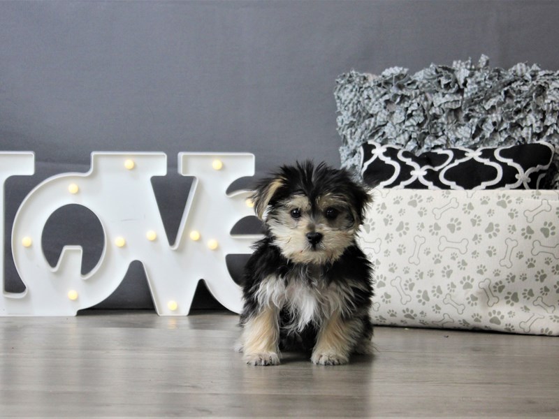Morkie