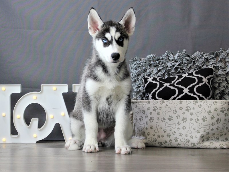 Siberian Husky