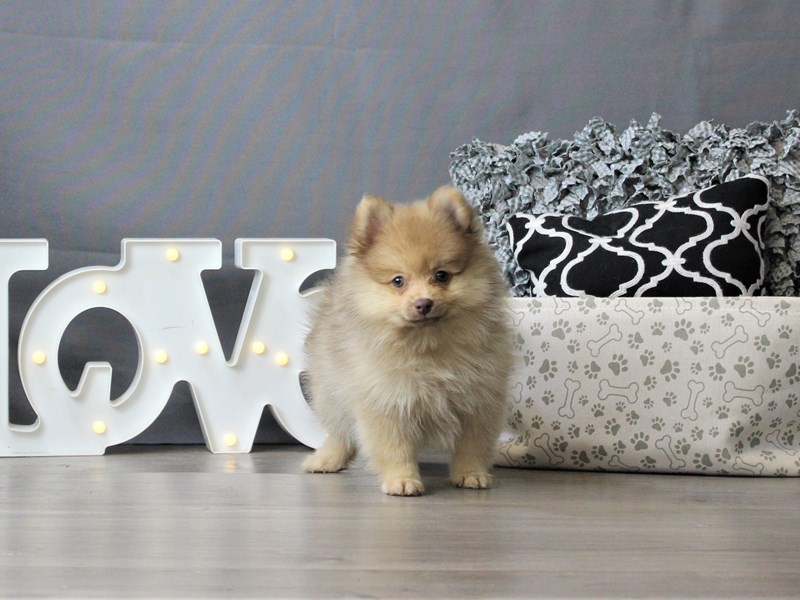Pomeranian