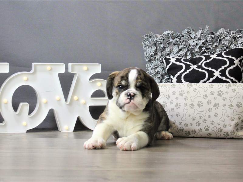 English Bulldog