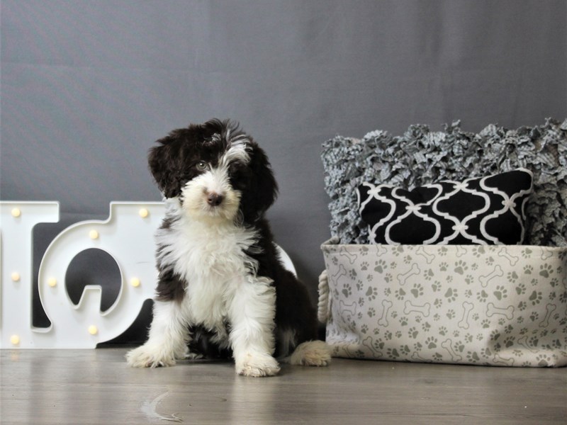 Australian Shepherd/Poodle