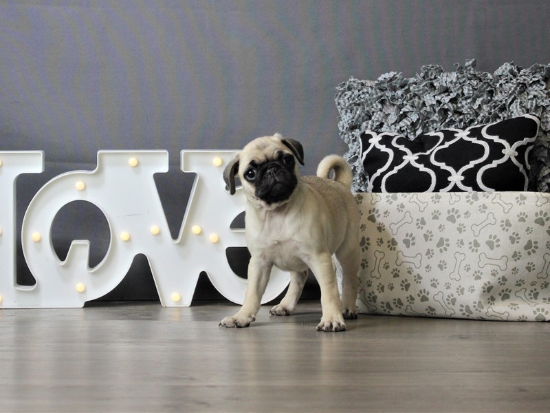 Pug
