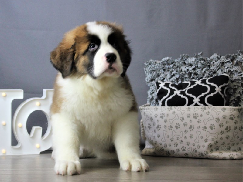Saint Bernard