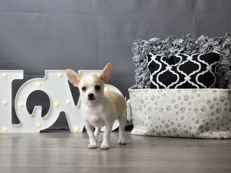 Chihuahua