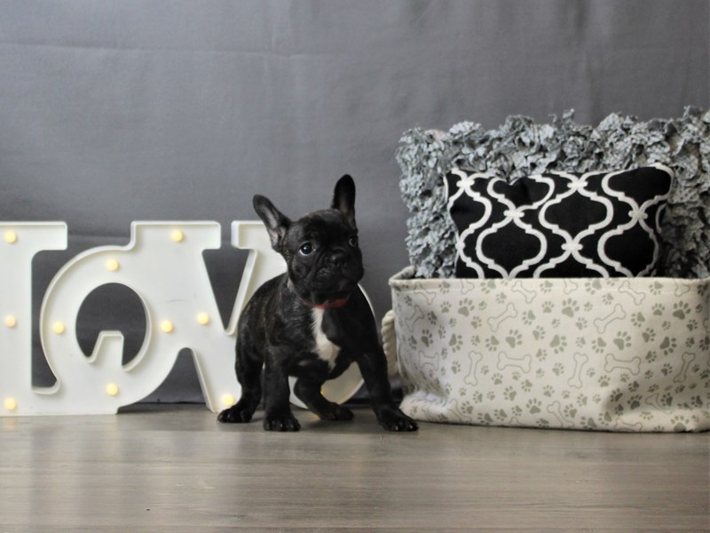 French Bulldog