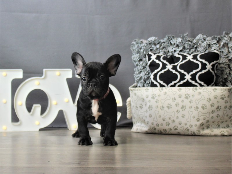 French Bulldog