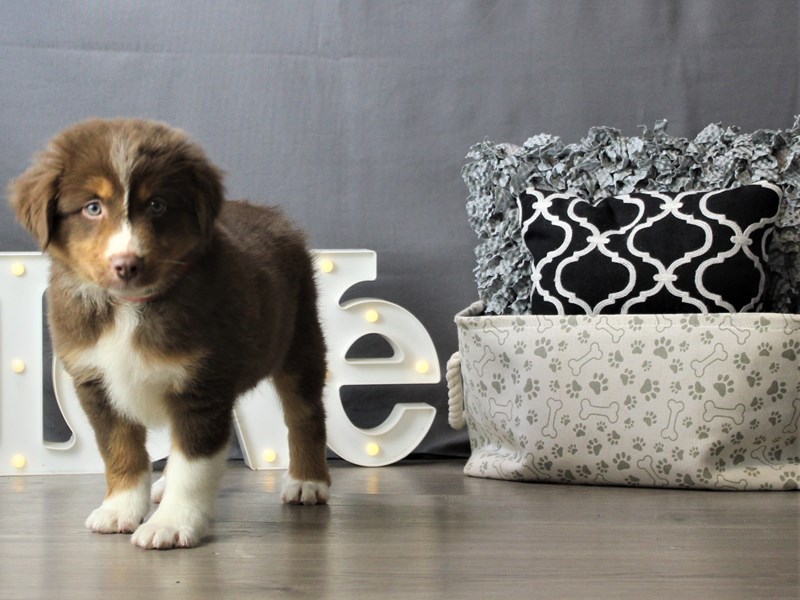 Miniature American Shepherd