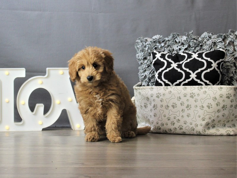 Mini Goldendoodle