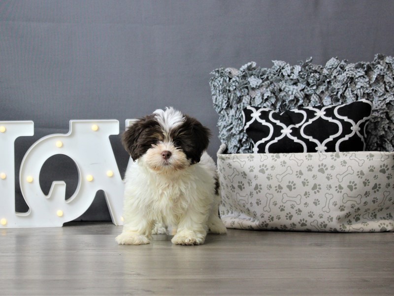 Lhasa Apso