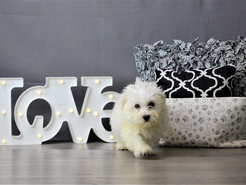 Havanese