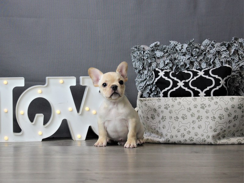 French Bulldog