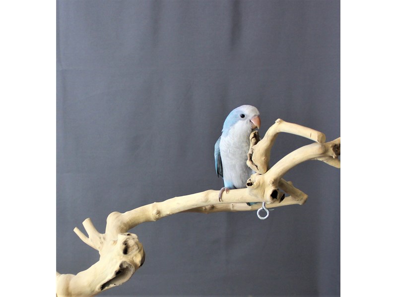 Quaker Parrot