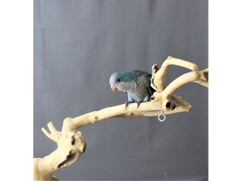 Quaker Parrot