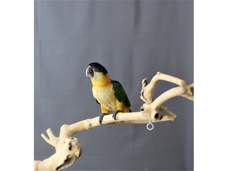 Black Headed Caique