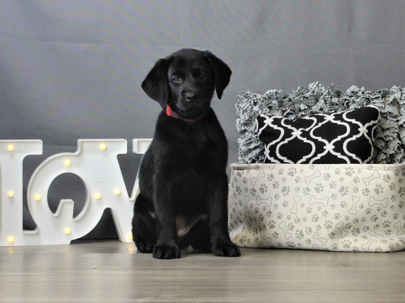 Labrador Retriever Puppies Petland Carriage Place Labrador Retriever Puppies Petland Carriage Place