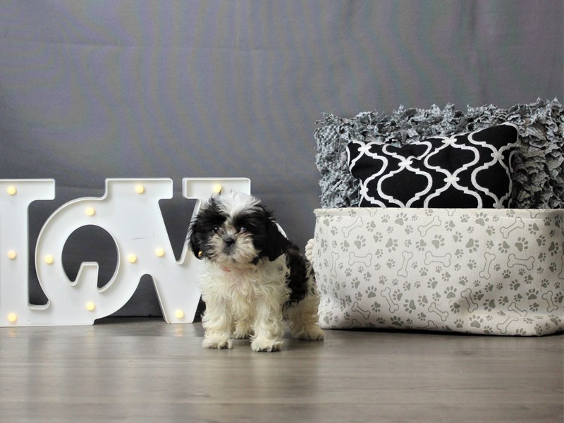 Shih Tzu