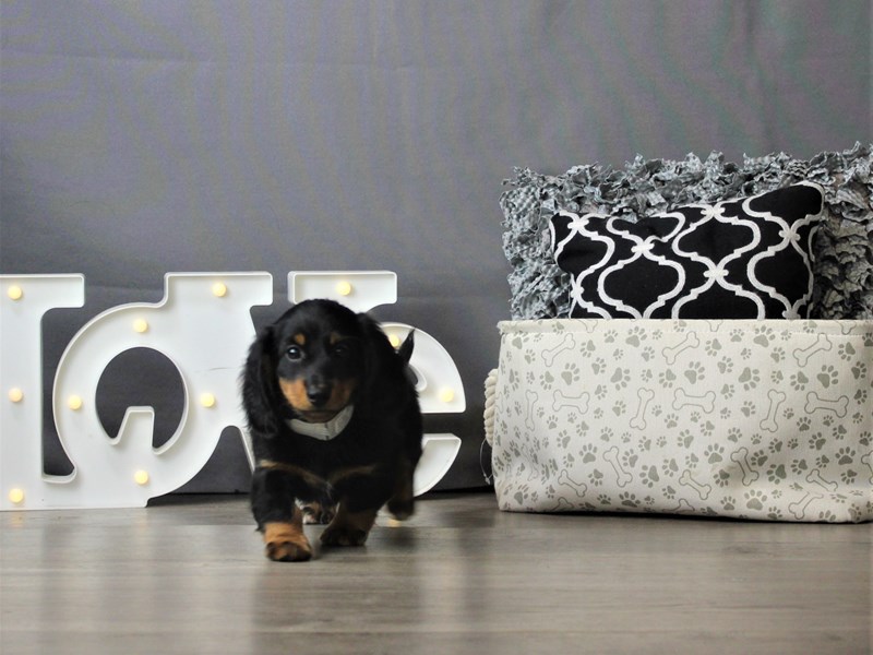 Dachshund