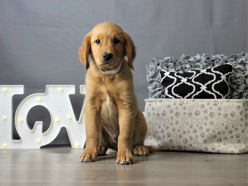 Golden Retriever