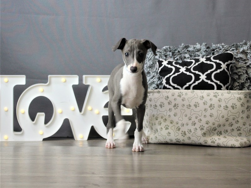 Italian Greyhound
