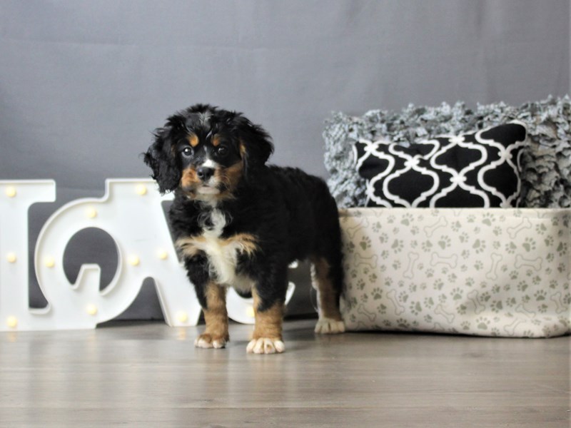 Mini Bernese