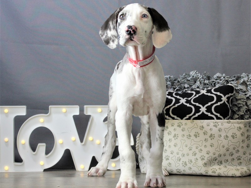 Great Dane