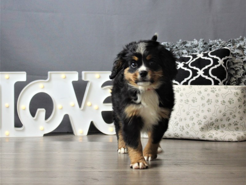Mini Bernese
