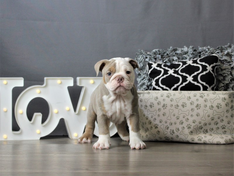 Olde English Bulldogge