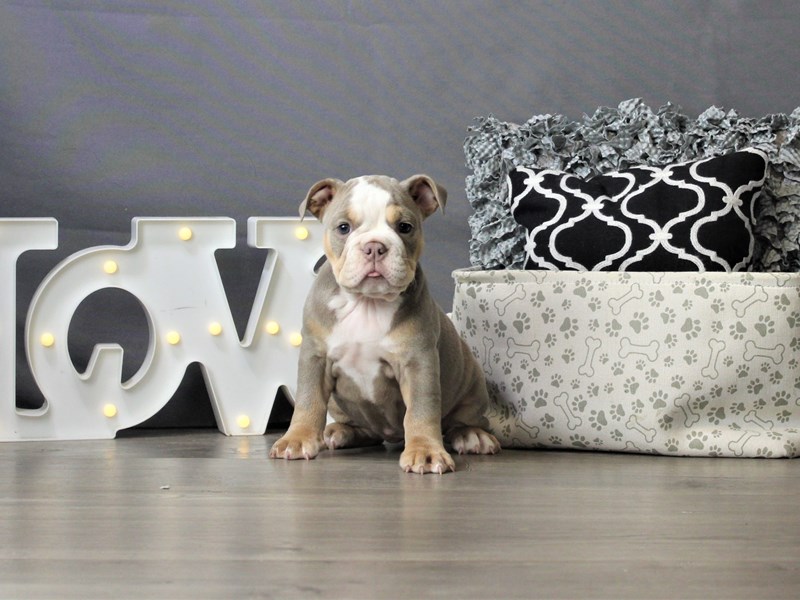 Olde English Bulldogge