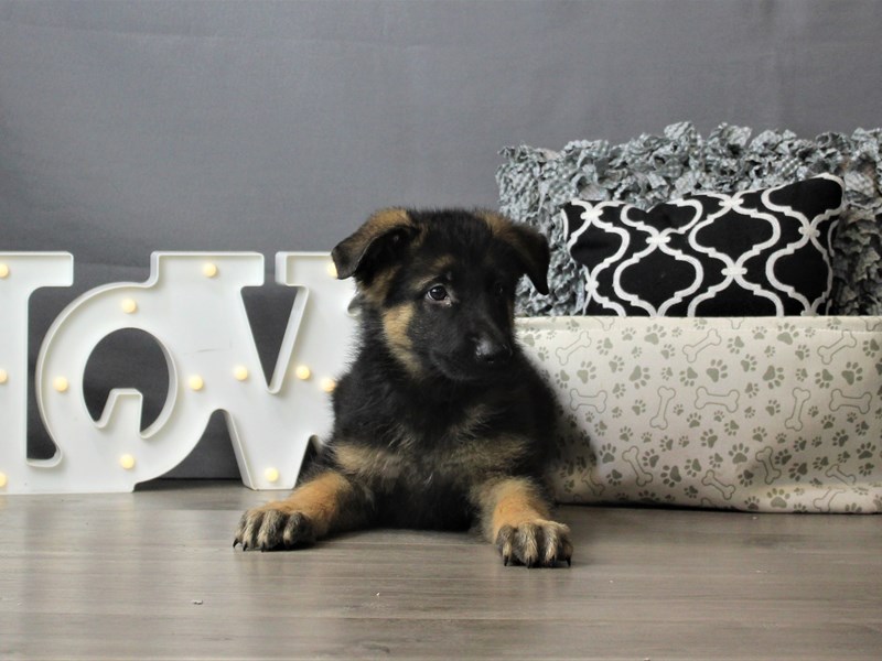 German Shepherd Dog